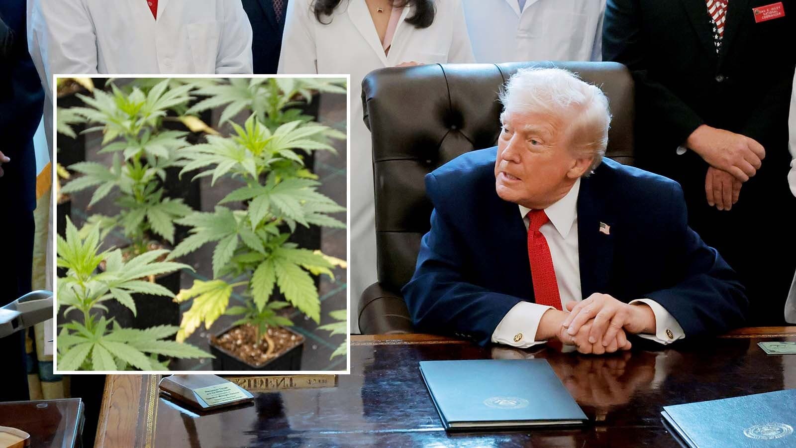 Wyoming GOP Still Anti-Marijuana, Despite Trump's Push For Medical Use