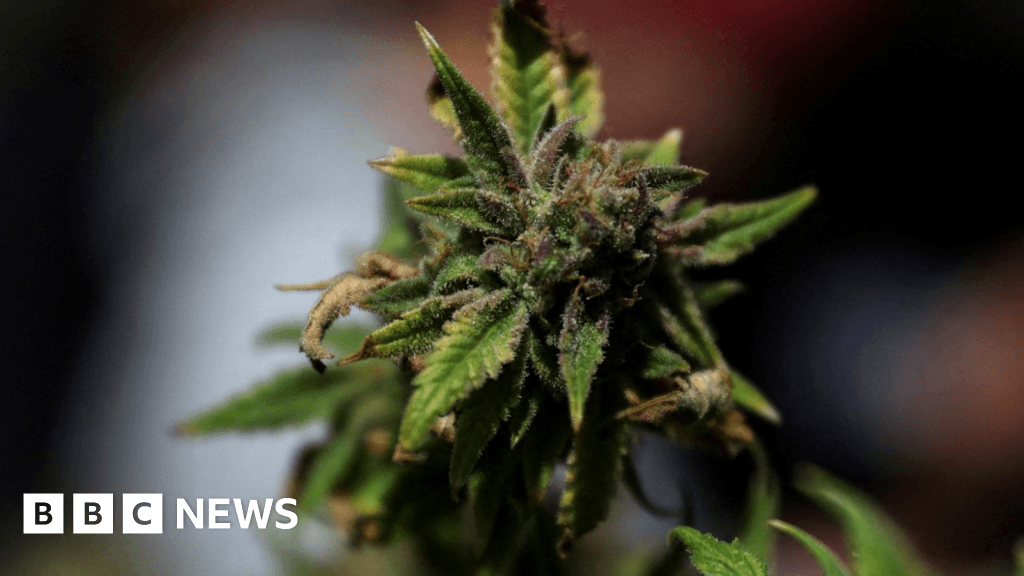 Jersey could relax cannabis laws in new law proposals