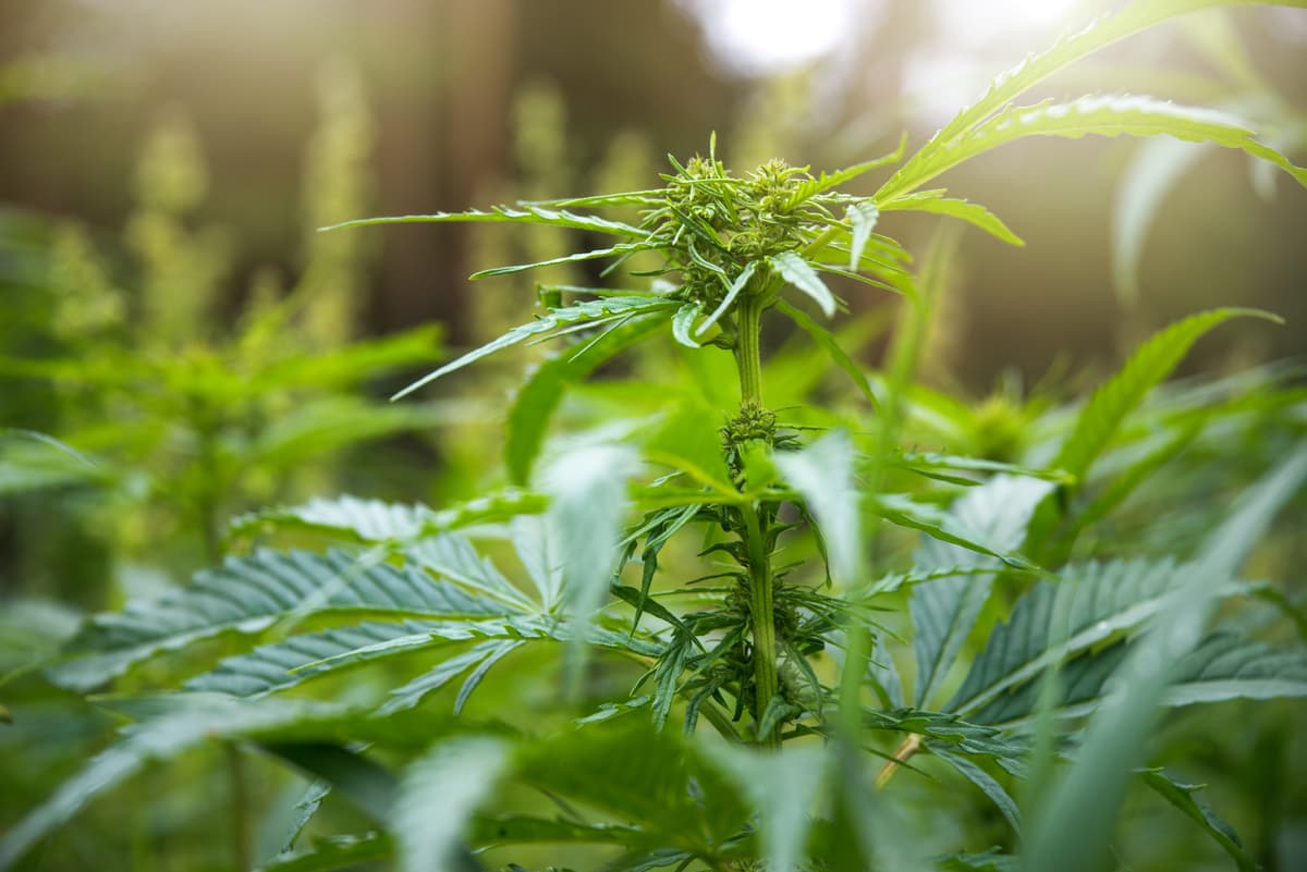 New Hampshire Lawmakers Advance Bill to Legalize Adult Cannabis Possession - My Keene Now