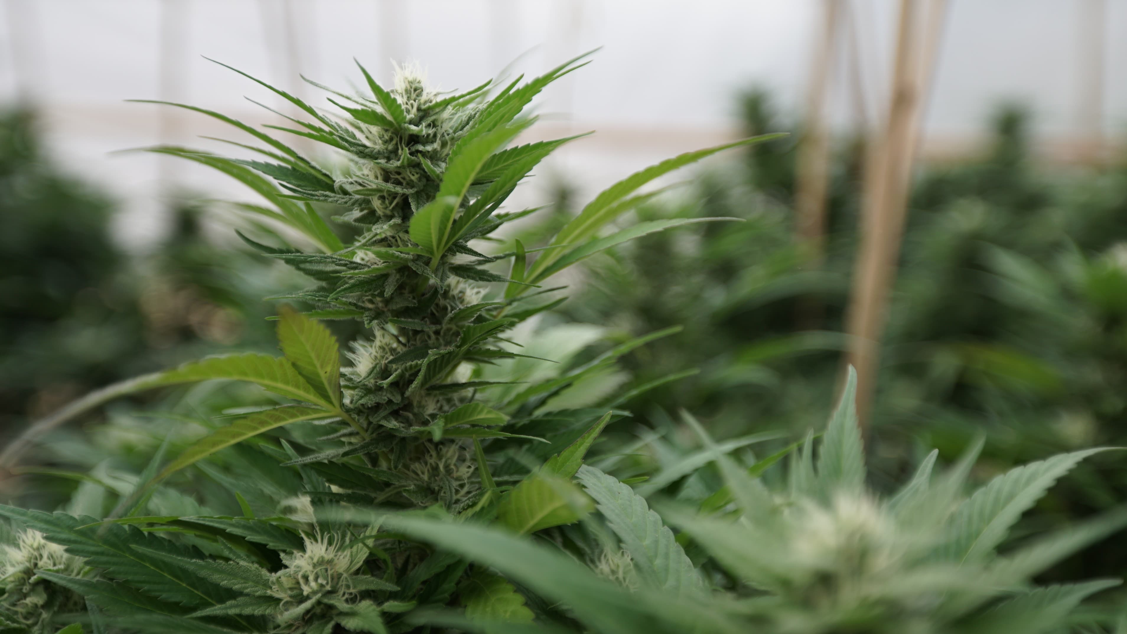 North Dakota Governor Signs Bill To Legalize Medical Marijuana Edibles That Meet Certain Requirements - Marijuana Moment