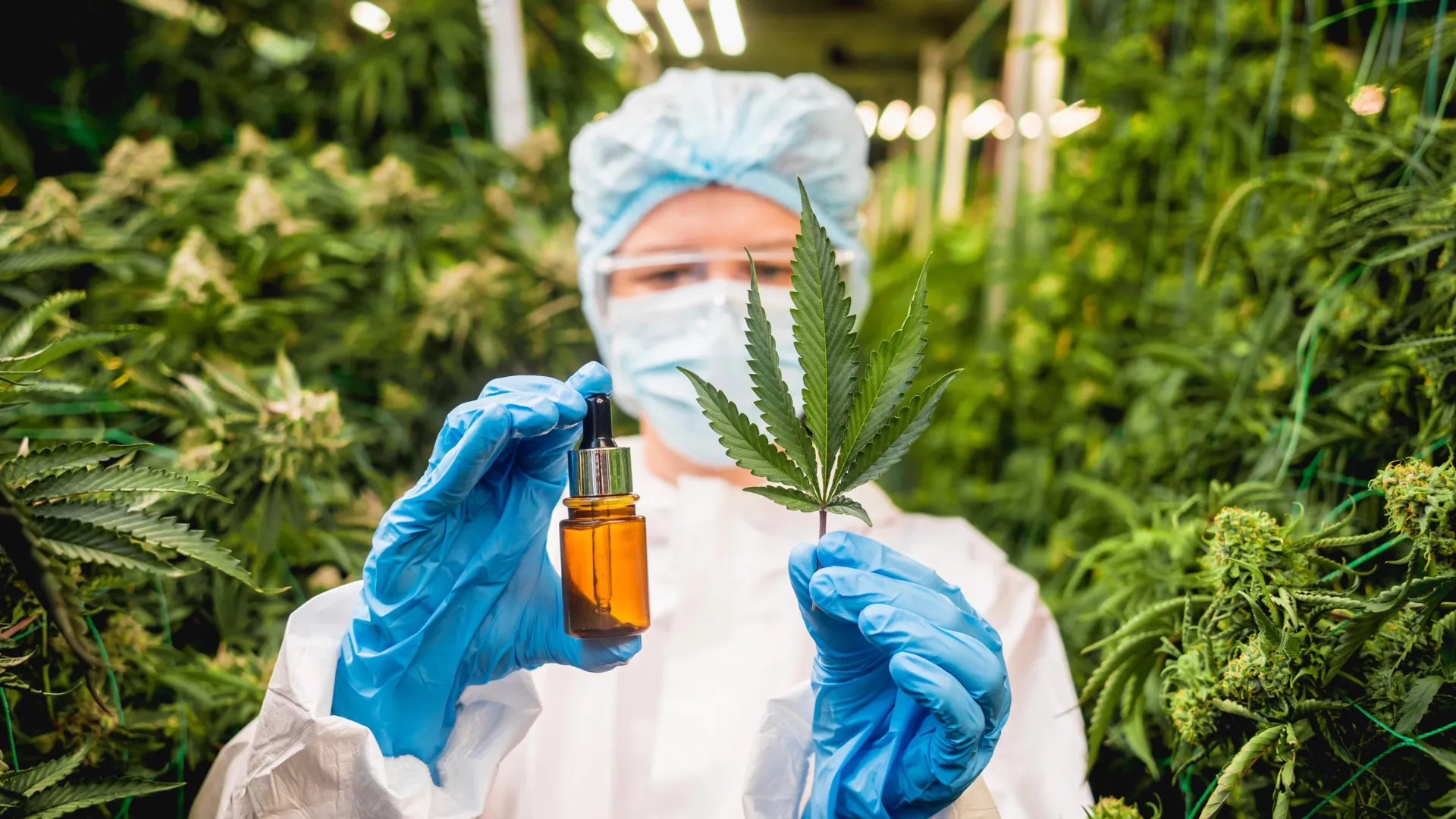 Scientists “resurrect” ancient cannabis enzymes with medical promise