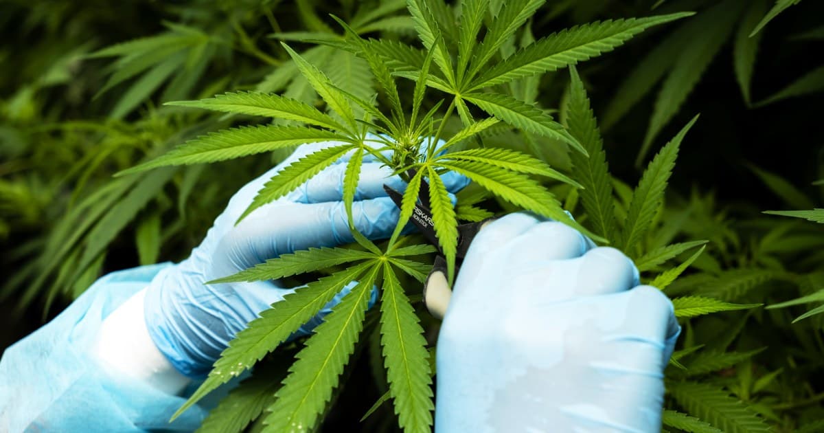 Cannabis reclassification could 'open the floodgates' for research, scientists say