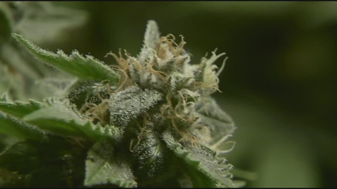 Maine cannabis office sees no changes under federal reclassification