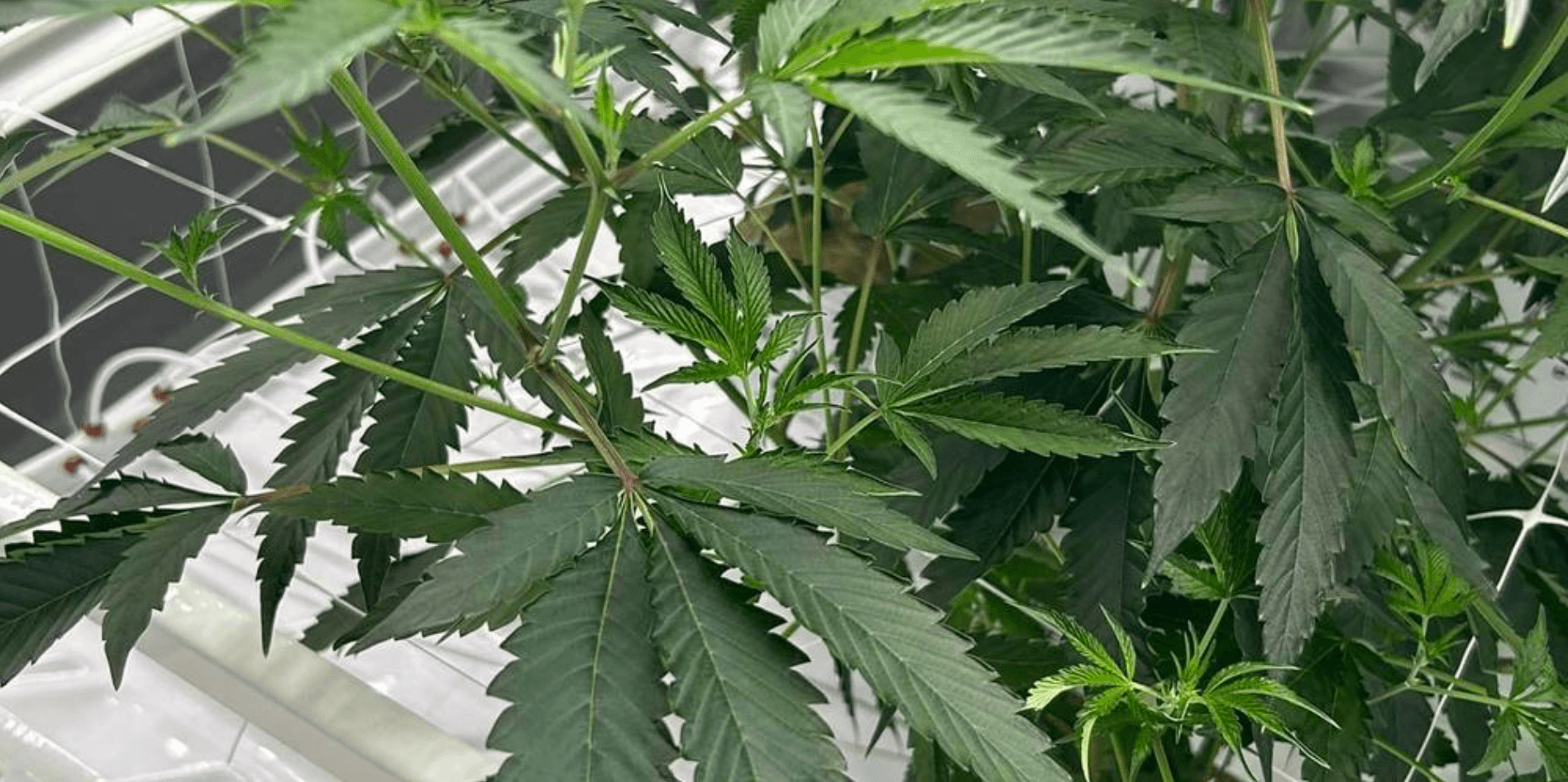 Will marijuana be legalized in Georgia in 2026? Lawmakers say no - Now Georgia