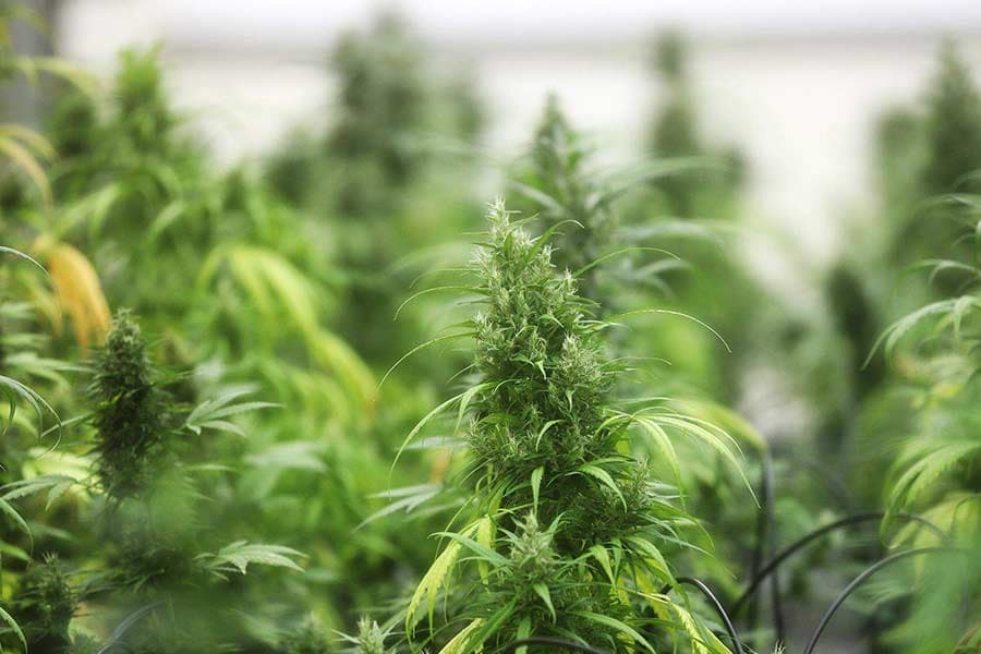 Idaho has held out against weed. Could a Trump executive order change that? - East Idaho News