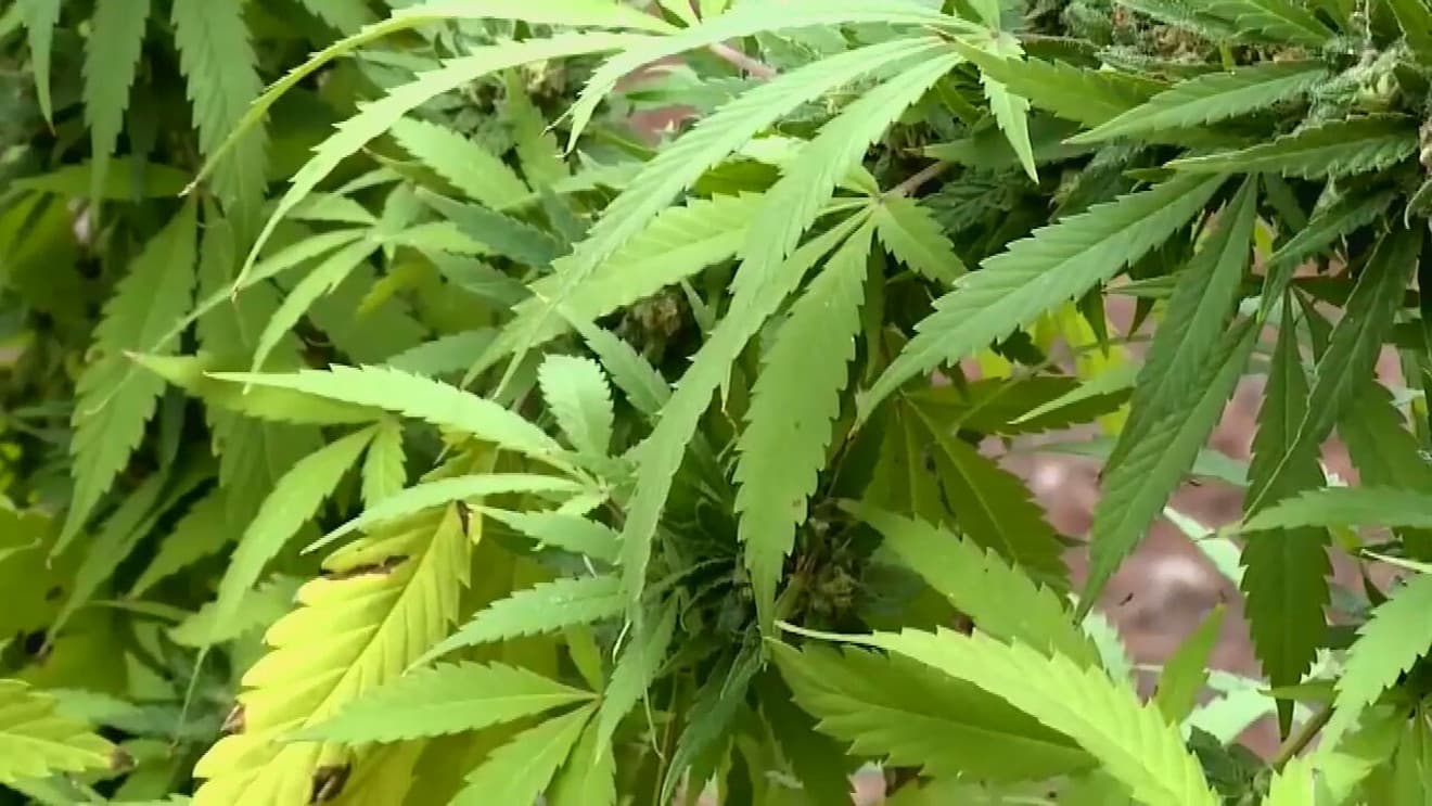 Maryland announces new funding round for cannabis business assistance