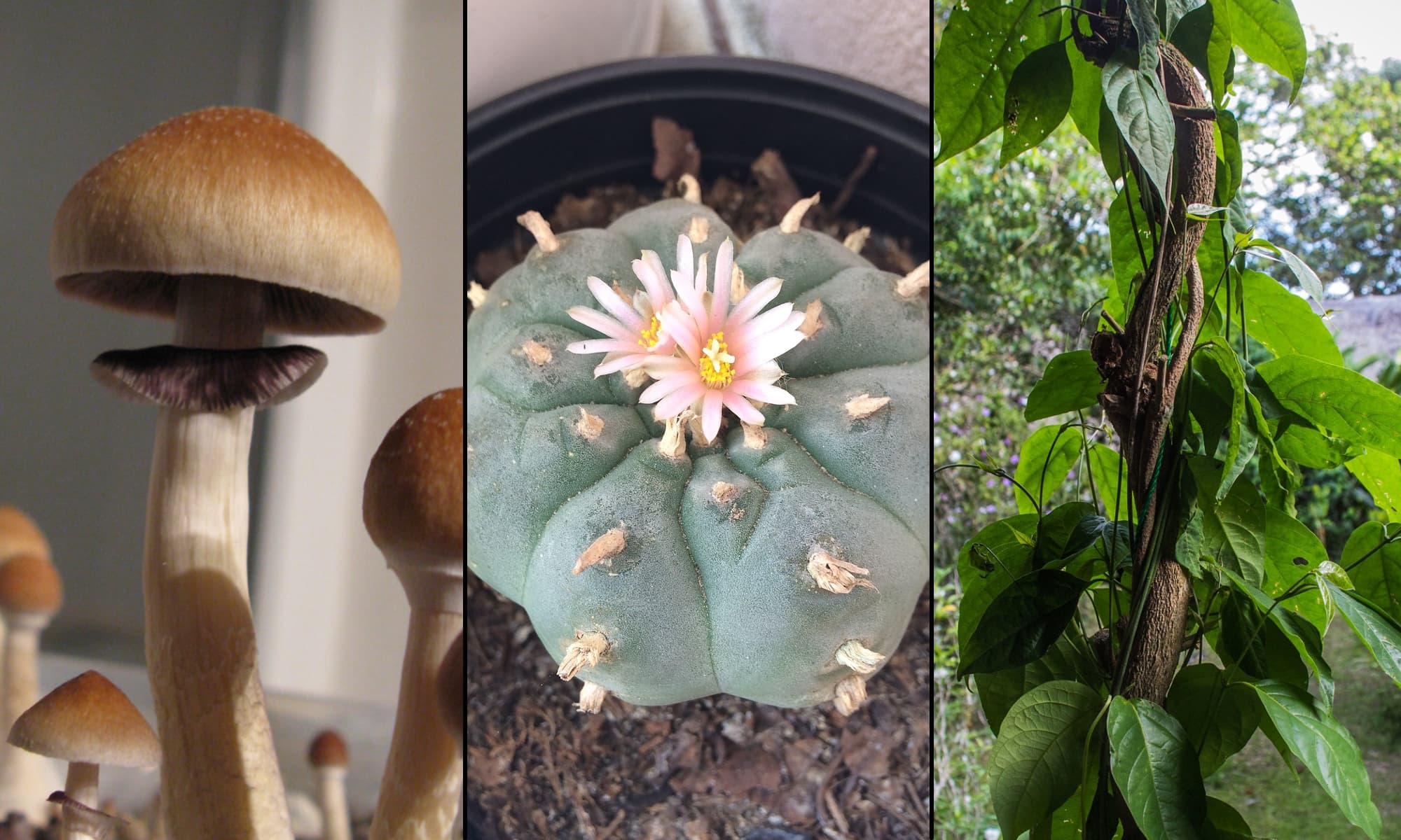 Alaska Psychedelics Campaign Launches Signature Drive To Put Legalization Measure On 2026 Ballot - Marijuana Moment